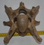 Bison priscus neck vertebra