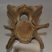 Bison priscus neck vertebra Bison priscus neck vertebra
