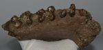  Rhinoceros partial jaw bone (186 mm)
