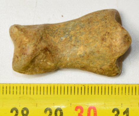 Ursus spelaeus toe bone (35 mm)