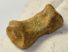 Ursus spelaeus toe bone (35 mm)