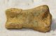 Ursus spelaeus toe bone (35 mm)