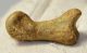 Ursus spelaeus toe bone (35 mm)