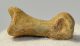 Ursus spelaeus toe bone (35 mm)