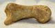 Ursus spelaeus toe bone (35 mm)