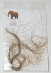 Mammuthus primigenius Hair Woolly Mammoth