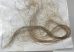 Mammuthus primigenius Hair Woolly Mammoth