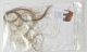 Mammuthus primigenius Hair Woolly Mammoth