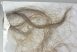 Mammuthus primigenius Hair Woolly Mammoth