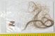Mammuthus primigenius Hair Woolly Mammoth