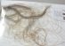 Mammuthus primigenius Hair Woolly Mammoth