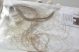 Mammuthus primigenius Hair Woolly Mammoth