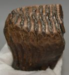 Mammuthus primigenius partial tooth (578 grams)