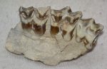 Merycoidodon culbertsoni részleges felső fogsor