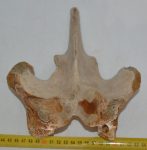Mammuthus primigenius részleges csigolya csont (208 mm)