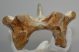 Mammuthus primigenius részleges csigolya csont (208 mm)