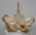 Mammuthus primigenius részleges csigolya csont (208 mm)