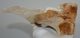 Mammuthus primigenius részleges csigolya csont (208 mm)