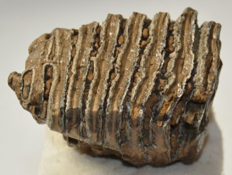 Mammuthus primigenius részleges fog (394 gramm)