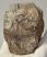 Mammuthus primigenius részleges fog (394 gramm)