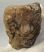 Mammuthus primigenius részleges fog (394 gramm)