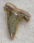 Striatolamia macrota upper tooth from Balegem