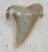 Striatolamia macrota upper tooth from Balegem