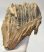 Mammuthus primigenius részleges fog  (1422 gramm) ELFOGYOTT (M) 06