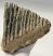 Mammuthus primigenius partial tooth (1320 grams)