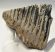 Mammuthus primigenius partial tooth (1320 grams)