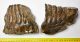 Elephas antiquus partial tooth (2605 grams)