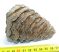 Mammuthus primigenius tooth (397 grams) 