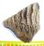Mammuthus primigenius tooth (397 grams) SOLD (LL B) 05
