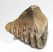 Mammuthus primigenius tooth (397 grams) SOLD (LL B) 05