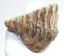 Mammuthus primigenius tooth (397 grams) 