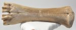 Bison priscus metacarpus bone (273 mm)