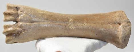 Bison priscus metacarpus bone (273 mm)