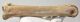 Bison priscus metacarpus bone (273 mm)