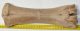 Bison priscus metacarpus bone (273 mm)