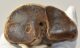 Bison priscus metacarpus bone (273 mm)
