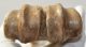 Bison priscus metacarpus bone (273 mm)