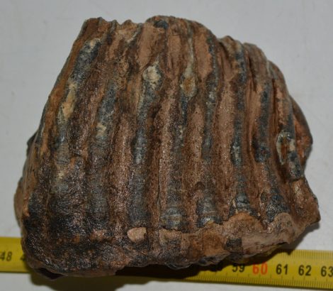 Mammuthus primigenius partial tooth (1307 grams)