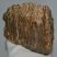 Mammuthus primigenius partial tooth (1307 grams)