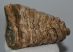 Mammuthus primigenius partial tooth (1307 grams)