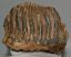 Mammuthus primigenius partial tooth (1307 grams)