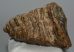 Mammuthus primigenius partial tooth (1307 grams)