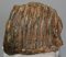 Mammuthus primigenius partial tooth (1307 grams)