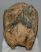 Mammuthus primigenius partial tooth (1307 grams)
