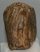 Mammuthus primigenius partial tooth (1307 grams)