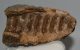 Mammuthus primigenius partial tooth (1307 grams)